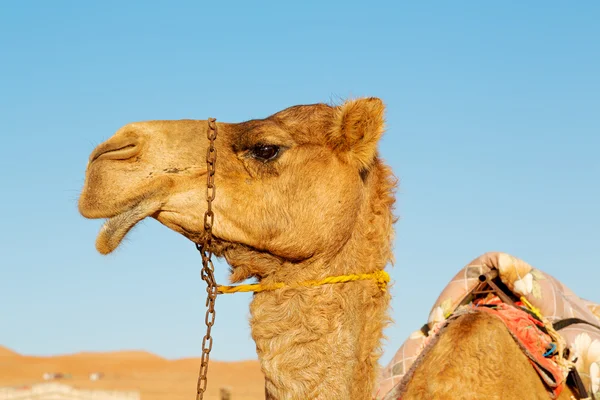 In oman empty   free dromedary — Stock Photo, Image