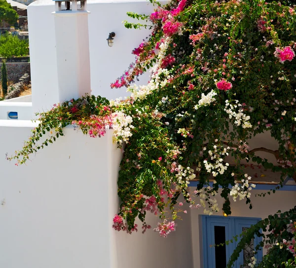 Квітка на острові Греції аноріні європейський старий будинок і — стокове фото