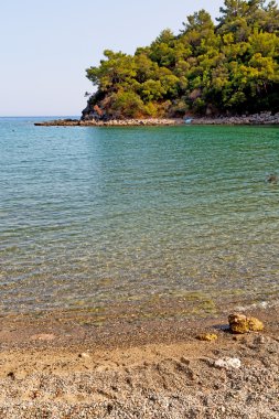 çam ağacı Türkiye'nin Avrupa 