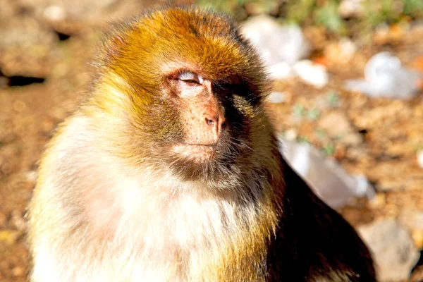 Marokko und natürliche Hintergrundfauna — Stockfoto