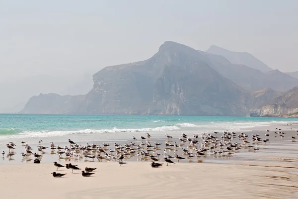 Em oman litoral gaivota cheia — Fotografia de Stock