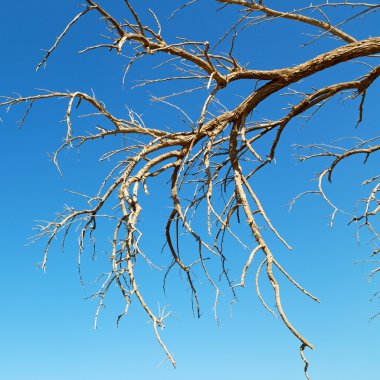 Umman eski ölü ağaç ve gökyüzü ışık
