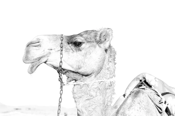 Em oman vazio quarto de deserto um dromedário livre perto do céu — Fotografia de Stock