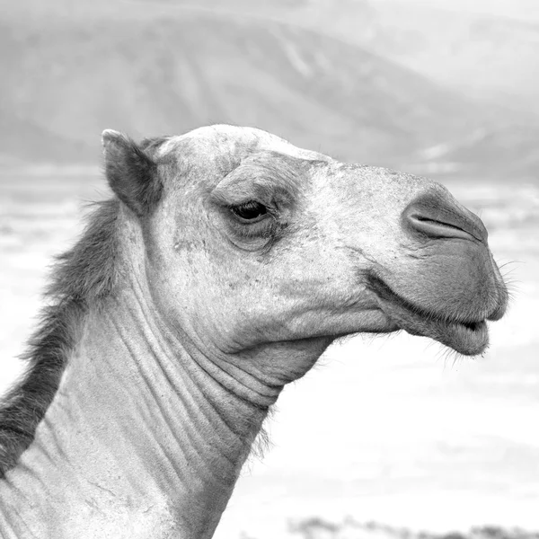 In oman empty quarter of desert a free dromedary near the  sky — Stock Photo, Image