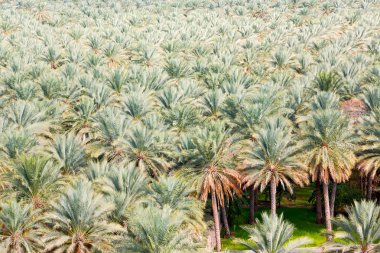Umman Bahçe ve ekimi 