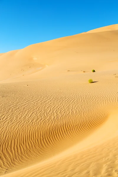 En una vieja duna de arena del desierto — Foto de Stock