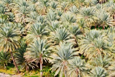 Umman Bahçe ve yüksek palmiye meyve tarımı