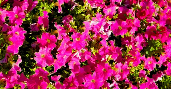 В цветниках и саду весенние краски — стоковое фото