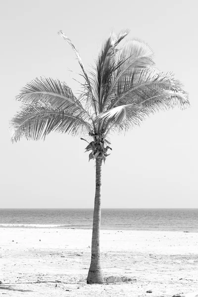 En oman mar árabe la colina cerca de playa de arena cielo palmera —  Fotos de Stock