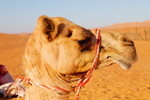 En Oman vacío cuarto de desierto libre —  Fotos de Stock