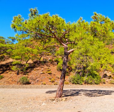 Olympos mountain bush Anadolu mirası kalıntılar tepeden 