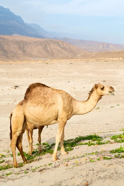 In oman empty quarter of desert a free dromedary near the  sea — Stock Photo, Image