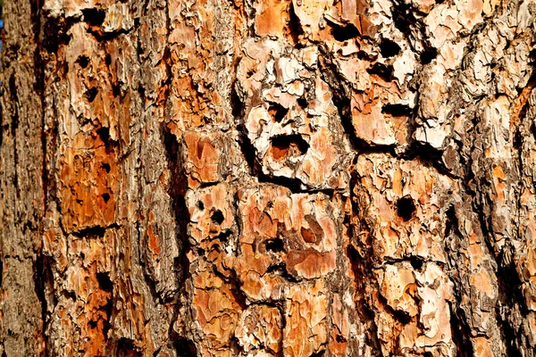 Barck στο κοντινό δέντρο χρώματος και — Φωτογραφία Αρχείου