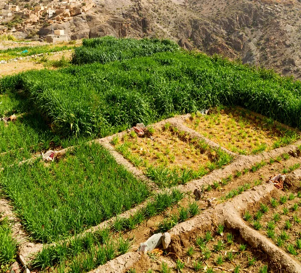 In oman den Anbau von Reispflanzen Natur und Farbe Hügel — Stockfoto