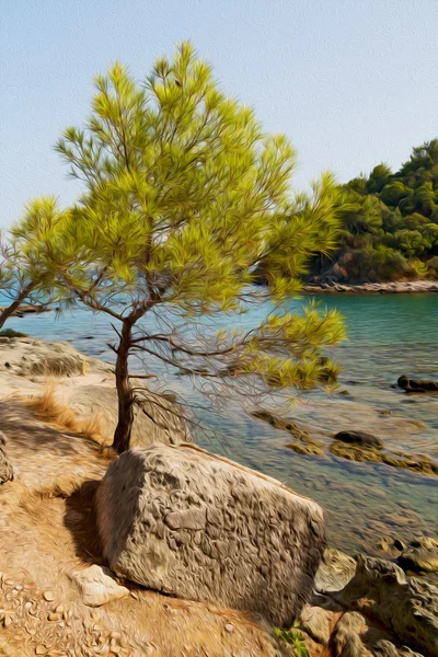 Sosna roślin i drzew w śródziemnomorskiej Zobacz Europy Turcja — Zdjęcie stockowe