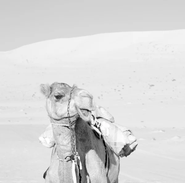 В Оман порожня чверть пустелі безкоштовний драматичний поблизу неба — стокове фото
