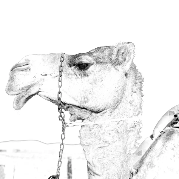 在阿曼空旷的沙漠附近天空免费骆驼 — 图库照片
