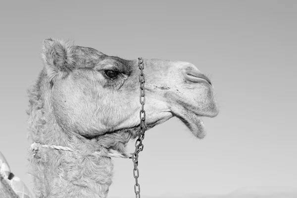 Em oman vazio quarto de deserto uma cadeia — Fotografia de Stock