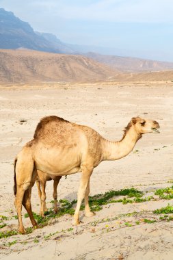 Umman boş çeyreğinde çöl ücretsiz dromedary denize yakın