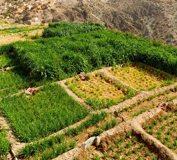 オマーンでの米の栽培植物自然と色の丘 — ストック写真