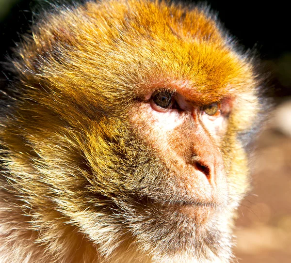 Vecchia scimmia in Africa Morocco e la fauna di sfondo naturale chiudi — Foto Stock