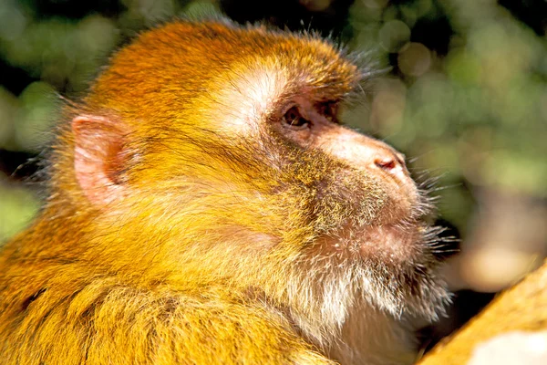 bush monkey in  and   fauna close up