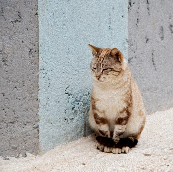 アフリカのモロッコと家の背景だけで猫 — ストック写真