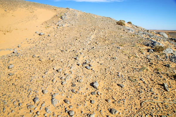 Viejo fósil en el desierto sahara y roca cielo de piedra — Foto de Stock