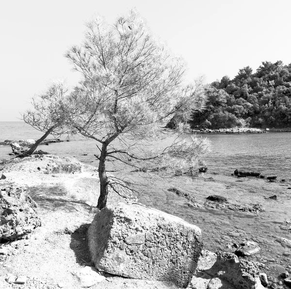 Kieferpflanze und Baum im Mittelmeer sehen Türkei Europa — Stockfoto