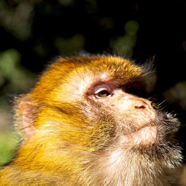 Παλιά μαϊμού στο Μαρόκο Αφρικής και φυσικό υπόβαθρο πανίδα κοντά — Φωτογραφία Αρχείου