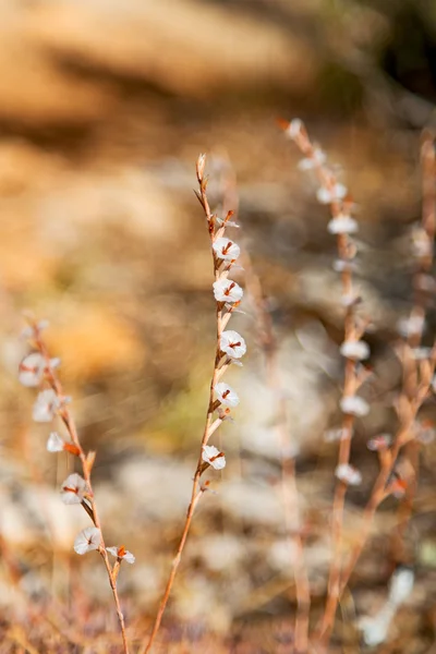 White  flower in     background — Stock Photo, Image