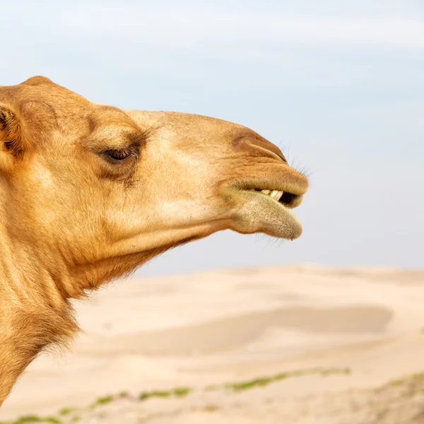 Em oman vazio quarto de deserto um dromedário livre perto do céu — Fotografia de Stock