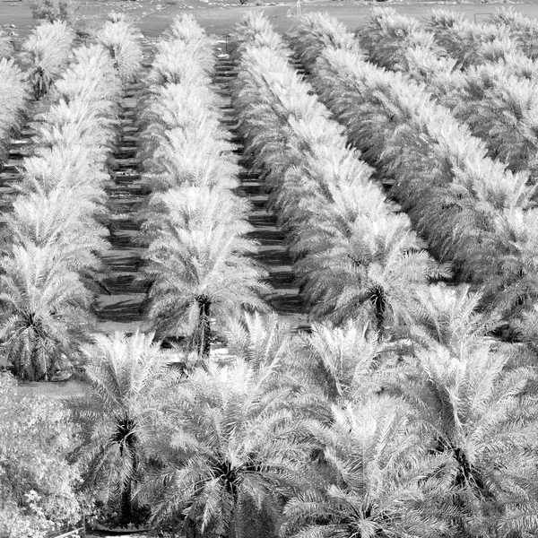 En el jardín del omán y el cultivo de frutos de palma de alta — Foto de Stock