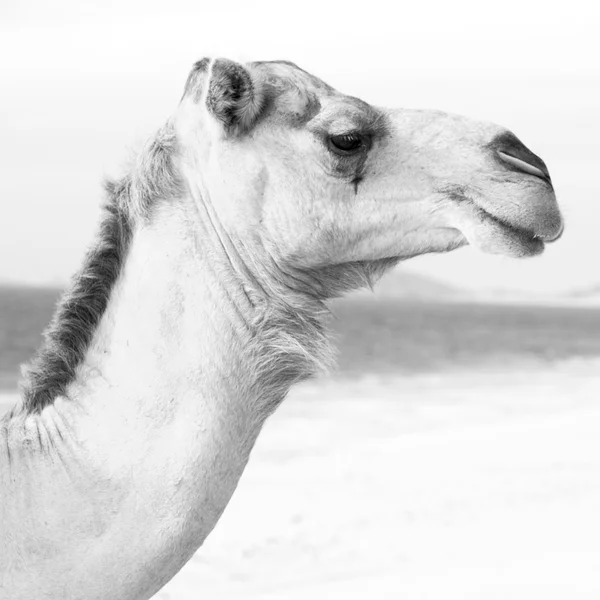 In oman lege kwartaal van woestijn een gratis dromedaris in de buurt van de zee — Stockfoto