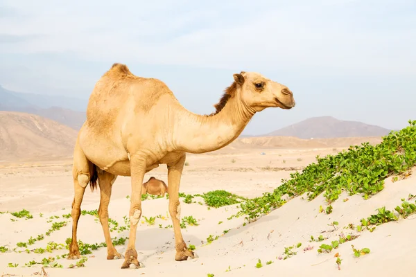 Umman boş ücretsiz dromedary denizde