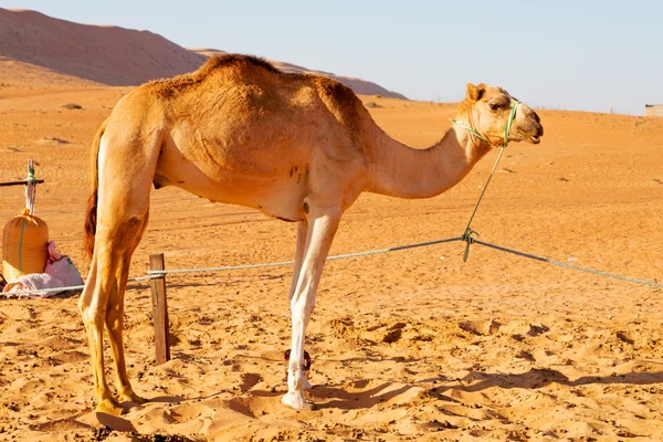 In oman gratis dromedaris — Stockfoto