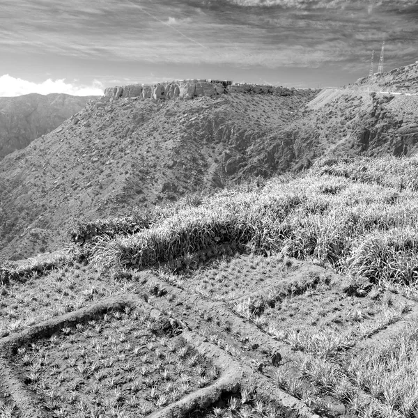 Em oman o cultivo de arroz planta natureza e cor colina — Fotografia de Stock