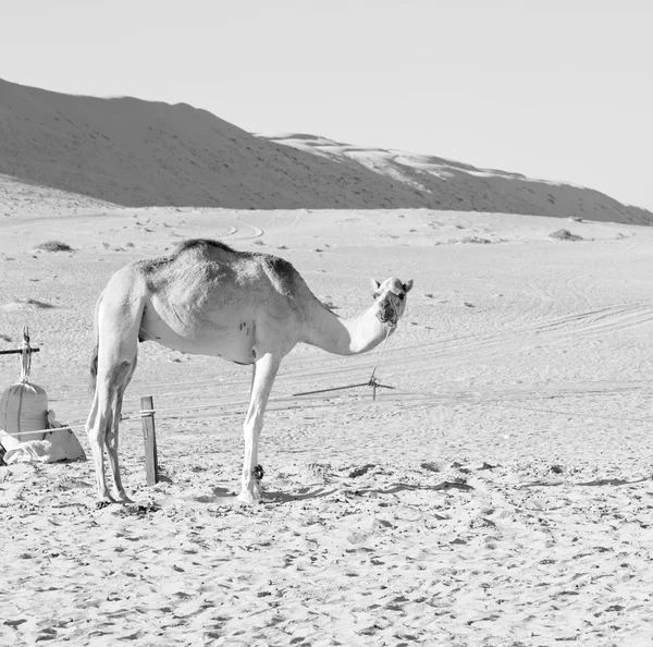 In oman vuoto quartiere di deserto un dromedario libero vicino al cielo — Foto Stock