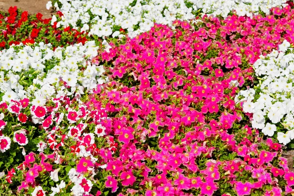 In oman bloemen en de kleuren van de lente tuin — Stockfoto