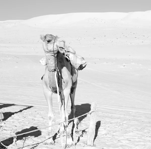 Umman boş dörtte çöl gökyüzüne yakın bir ücretsiz dromedary içinde — Stok fotoğraf