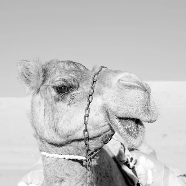 사막 하늘 근처 무료 단 봉 낙 타 오만 빈 분기에 — 스톡 사진