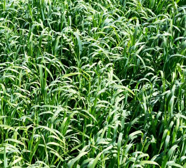 Umman pirinç ekimi bitki doğa ve renk