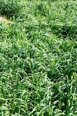 Umman pirinç renk tarımı