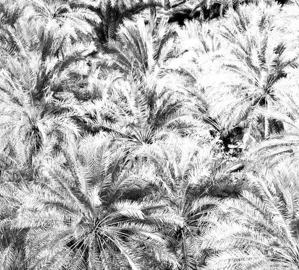 En el jardín del omán y el cultivo de frutos de palma de alta — Foto de Stock