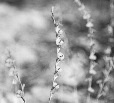 çim ve soyut arka planda beyaz çiçek