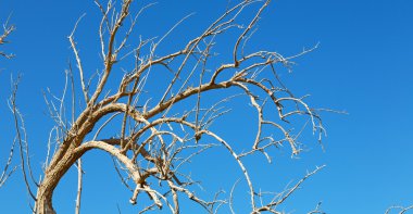 Umman eski ölü ağaç ve gökyüzü ışık