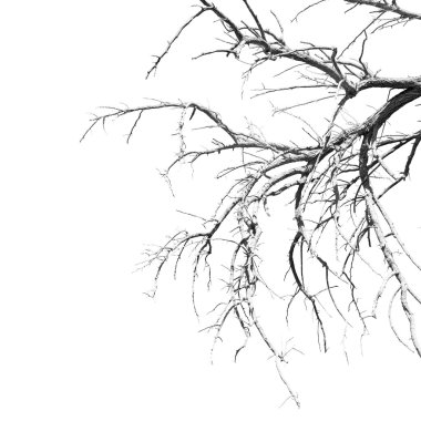 Umman eski ölü ağaç ve gökyüzü ışık