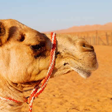 Umman boş dörtte çöl gökyüzüne yakın bir ücretsiz dromedary içinde