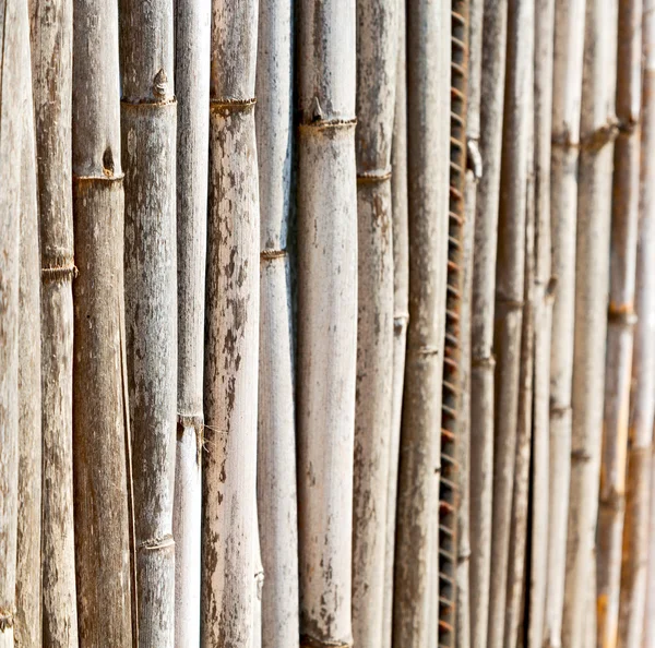 テクスチャ竹木と抽象的な背景の植物 — ストック写真