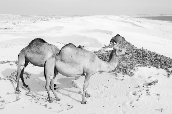 In einem leeren Viertel der Wüste ein freies Dromedar in Meeresnähe — Stockfoto